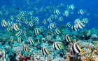 Tropical fish semi-submarine Sharm el-Sheikh — Red Sea marine life viewing tour